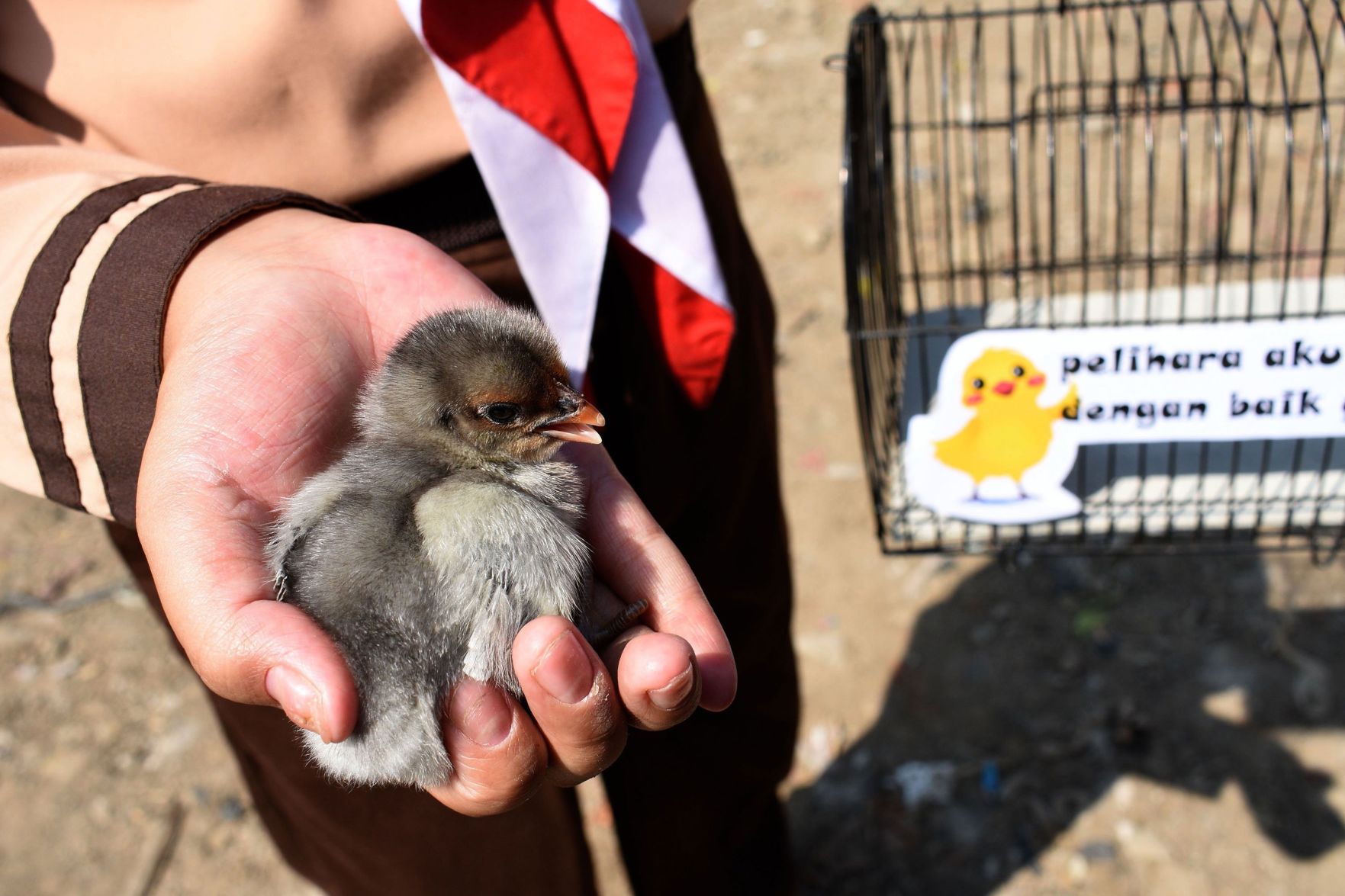 'Chickenization'
